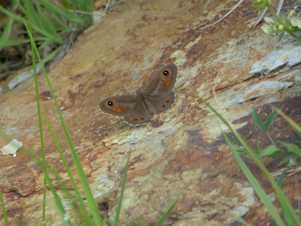 Petropolitana? No, Lasiommata maera, Nymphalidae